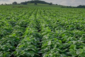 Soja-Credito-Larissa-Melo