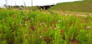 laboratorioambiental capa