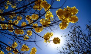 Floradas de ipês-amarelos  florecem em  Brasília