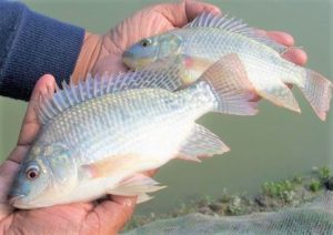 tilapias