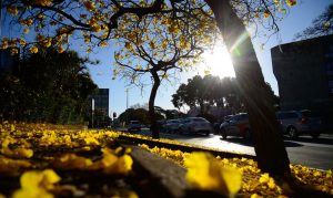 Floradas de ipês-amarelos  florecem em  Brasília