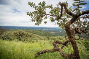 cerrado goias