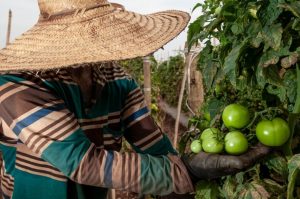 agricultor