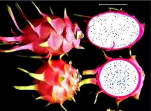 pitaya