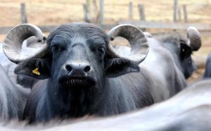 bufalos