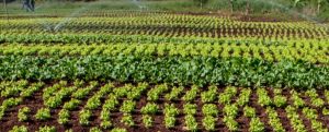 horta