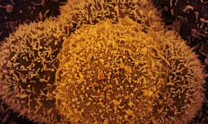 corona virus variante