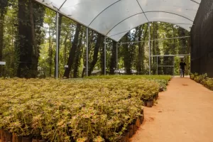 estufa jardim botanico