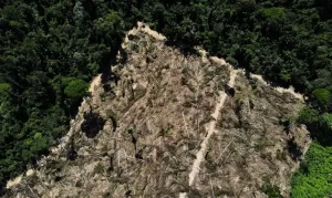 amazonia desmatamento
