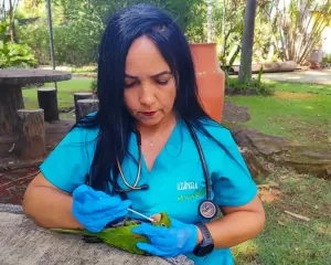 animal selvagem anapolis