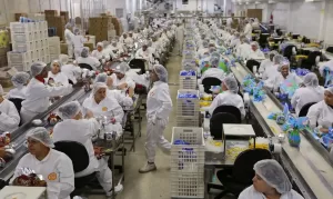 industria ovos de pascoa