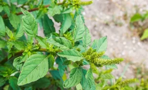 amaranthus palmeri