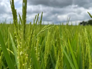 arroz plantacao