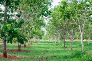 pequinzeiro