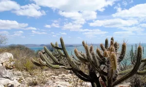 caatinga