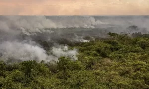 incendio pantanal