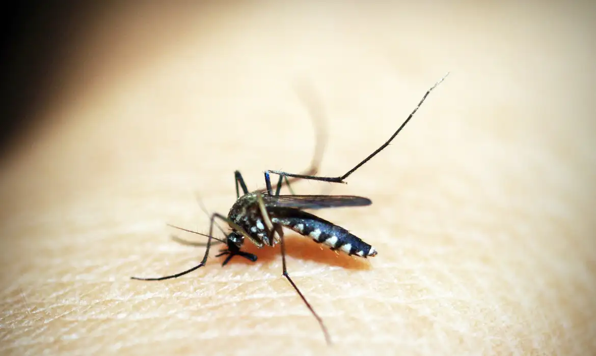 aedes aegypti