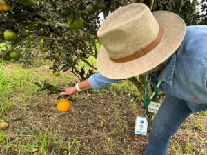 agricultura familiar