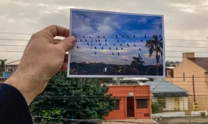 valsa de passarinhos rede eletrica