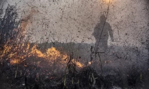 queimada incendio