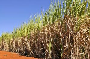 cana de acucar