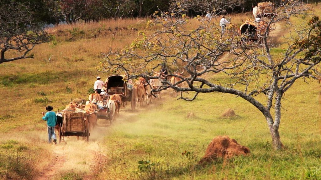 carreiros, candeeiros e seus carros de bois