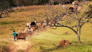carreiros, candeeiros e seus carros de bois