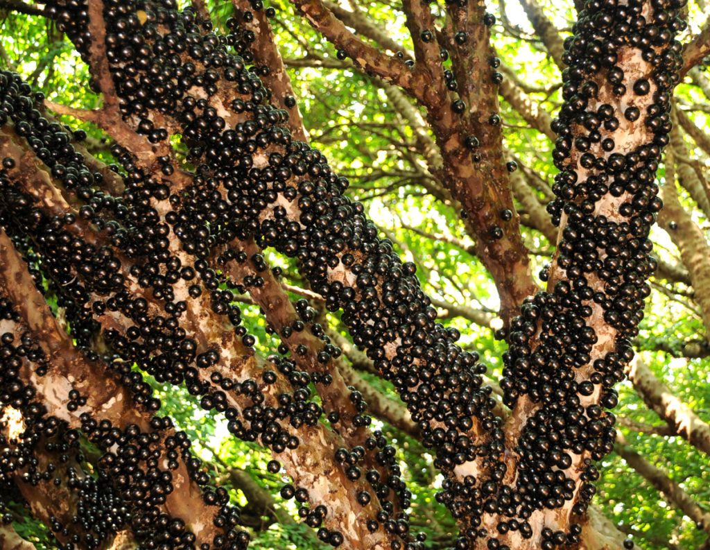 jabuticaba hidrolandia