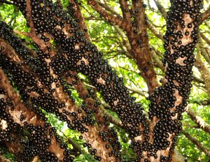 jabuticaba hidrolandia