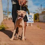 Zoonoses promoverá vacinação antirrábica domiciliar para cães e gatos nesta terça (24)