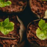 Projeto Troca Sustentável será realizado na sexta-feira (27) no Viveiro Municipal