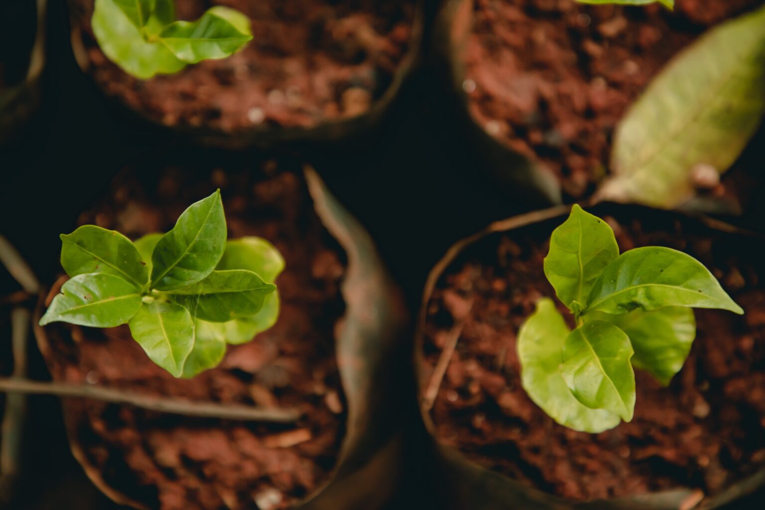 Projeto Troca Sustentável será realizado na sexta-feira (27) no Viveiro Municipal